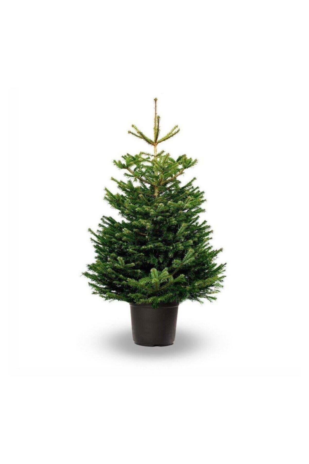 Mimoza Bitki Market Toros Göknar Köknar Çam Fidanı 4 Yaş 40-60 cm Abies Cilicica